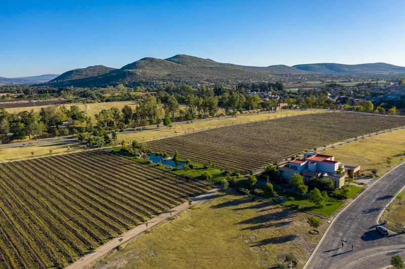 Vineyards, Lot 9 Image