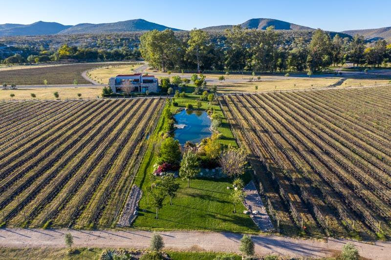 Vineyards, Lot 9 Image