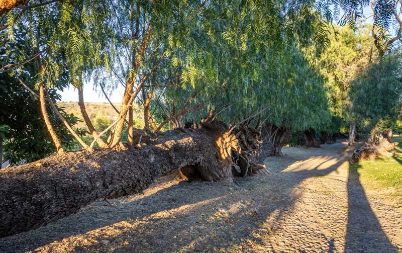 Avocado Orchards, Lot 2 Image