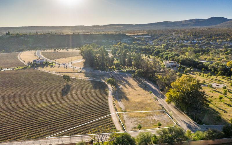 Vineyards, Lot 1 Image