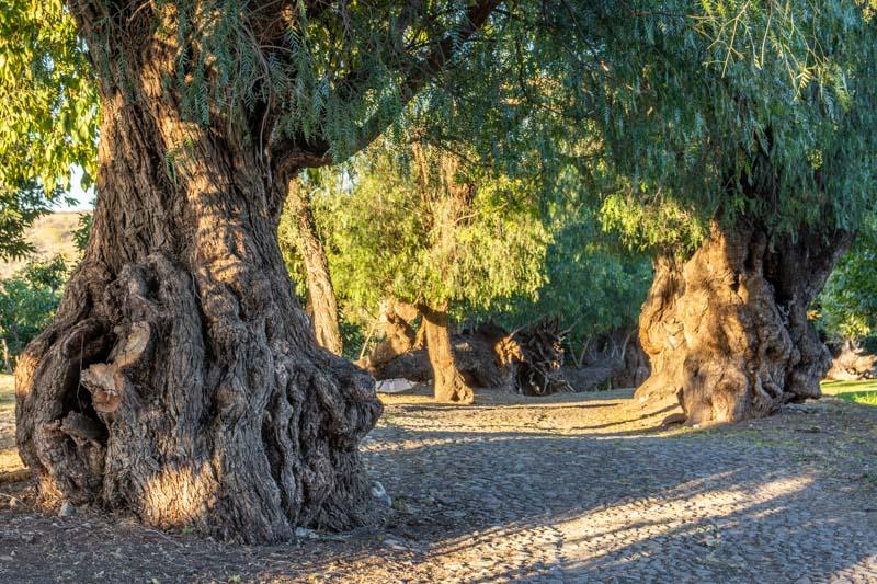 Avocado Orchards, Lot 2 Image