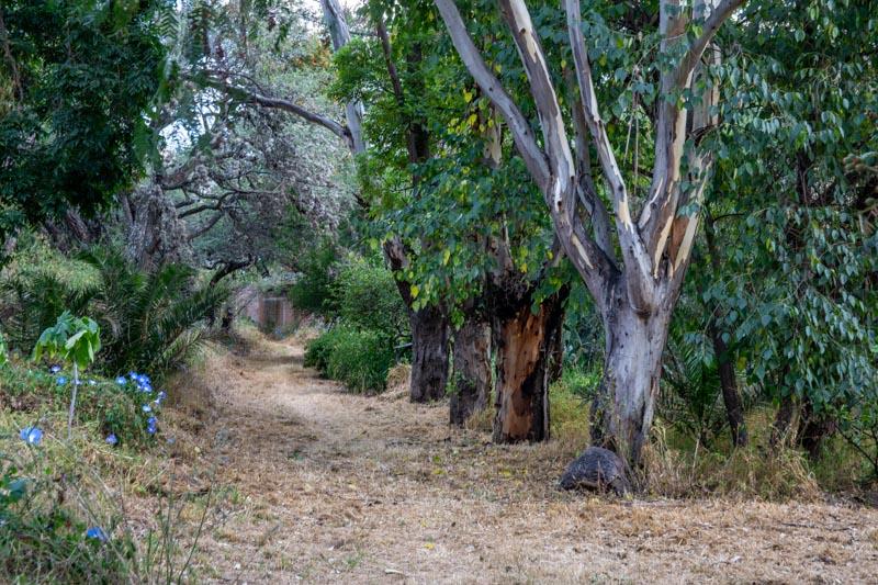 Soledad Lot Image
