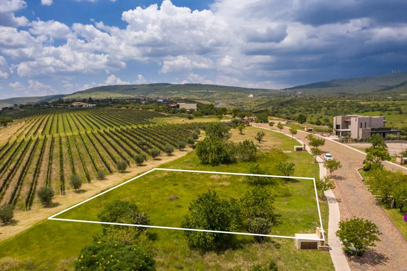 Semillón Lot Image