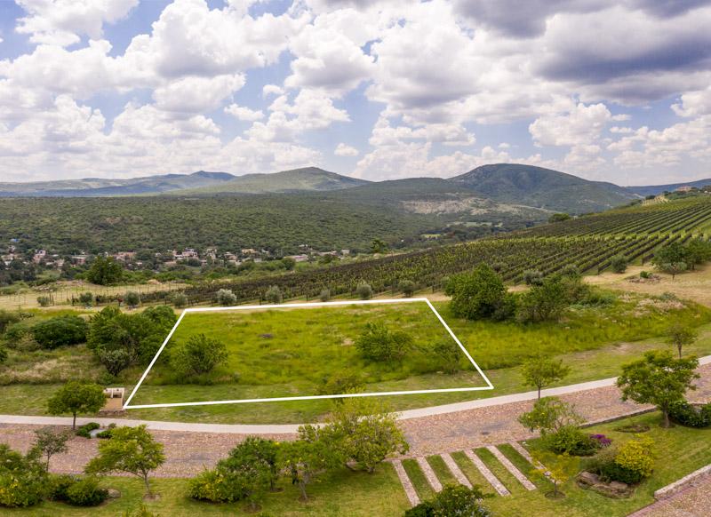 Semillón Lot Image