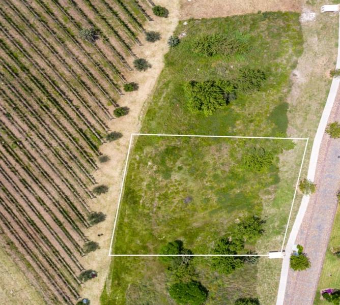 Semillón Lot Image