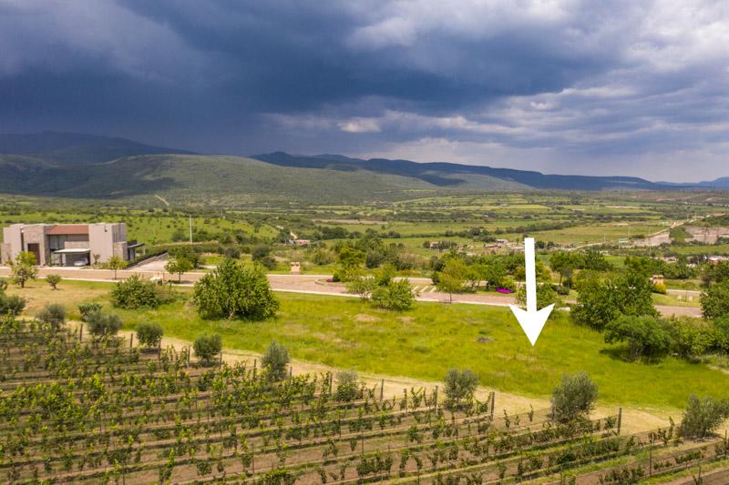 Semillón Lot Image