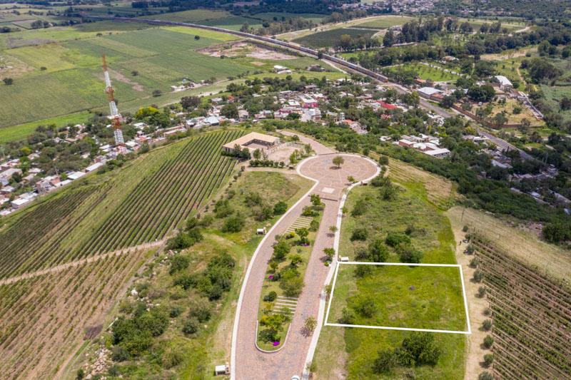 Semillón Lot Image