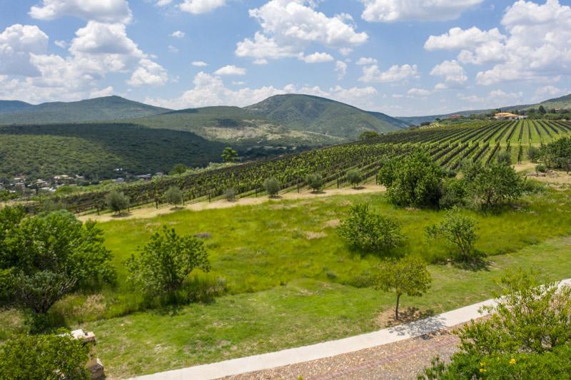 Semillón Lot Image