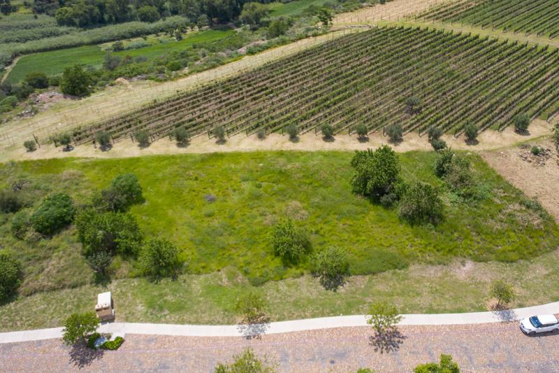 Semillón Lot Image