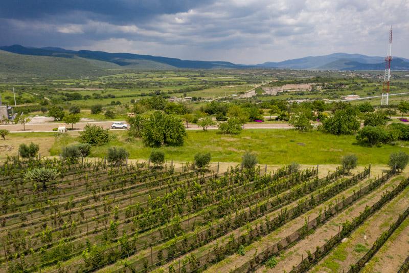 Semillón Lot Image