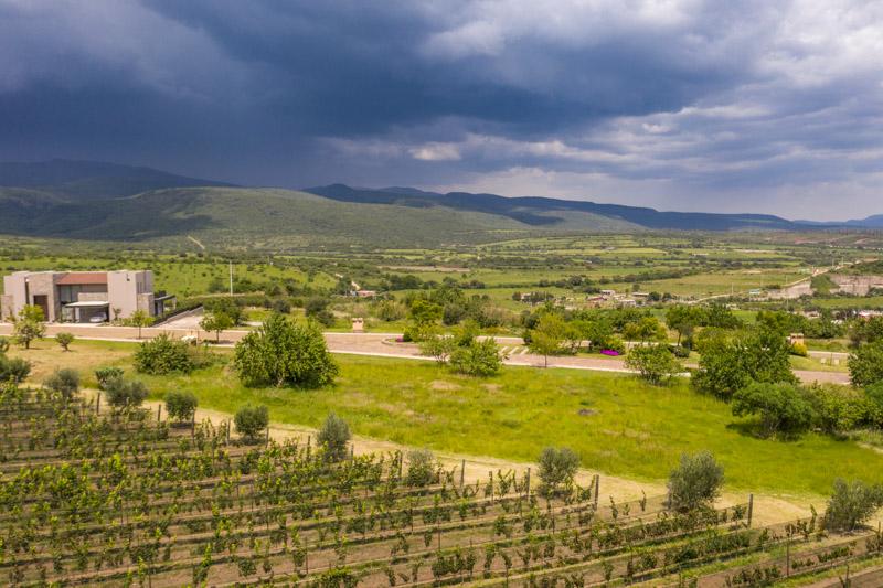 Semillón Lot Image