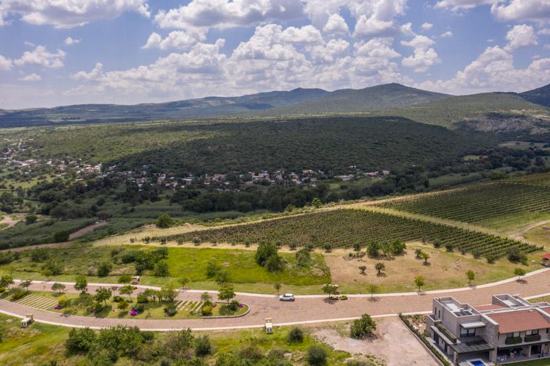 Semillón Lot Image