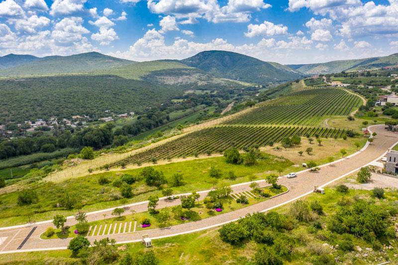 Semillón Lot Image