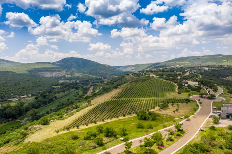 Semillón Lot Image