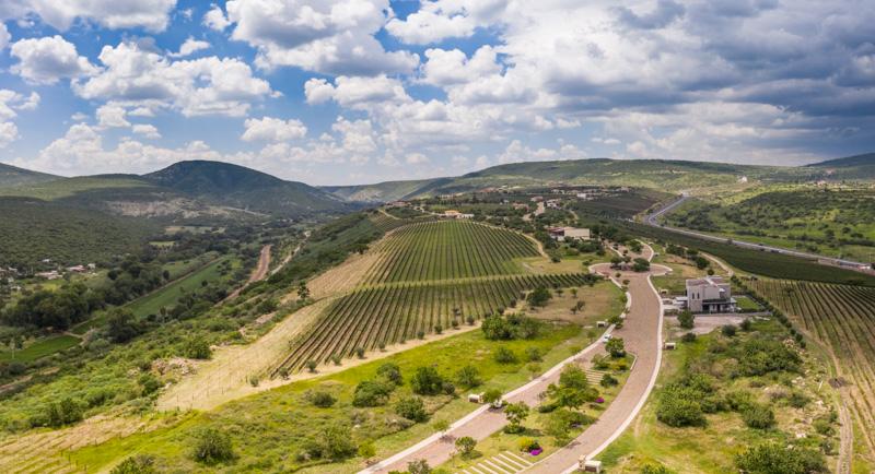 Semillón Lot Image