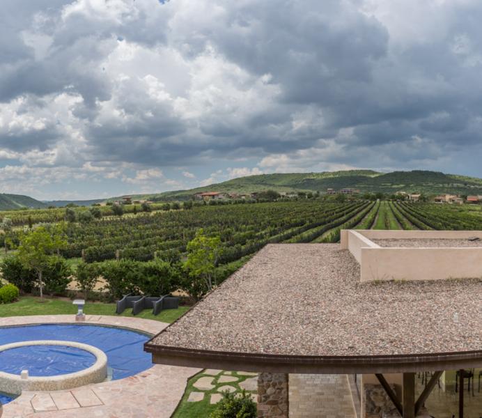 Semillón Lot Image
