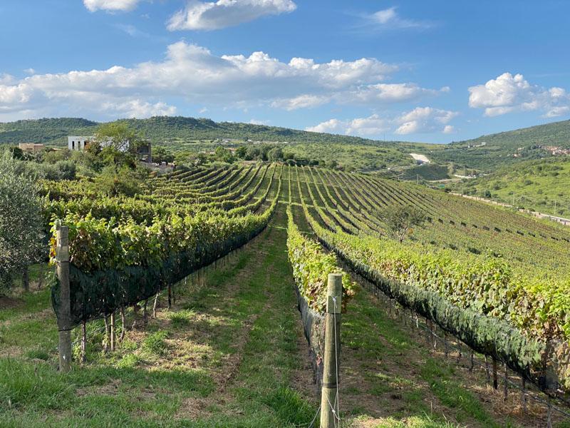 Semillón Lot Image