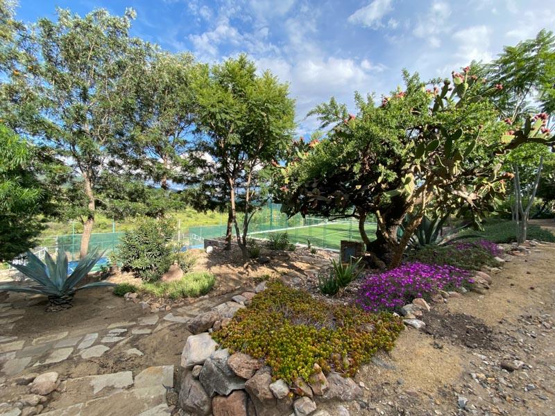 Semillón Lot Image