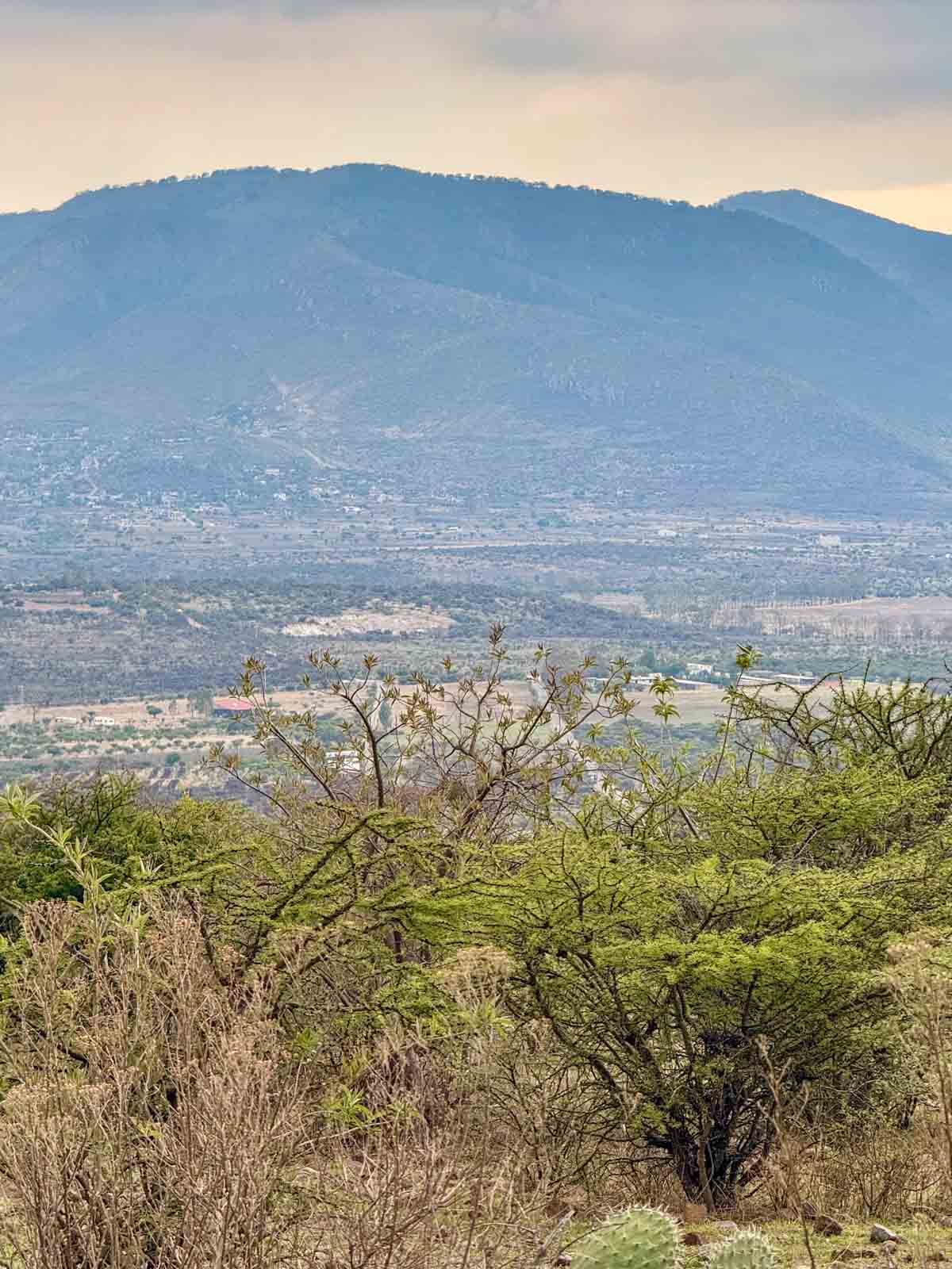 El Tigre Lot Image