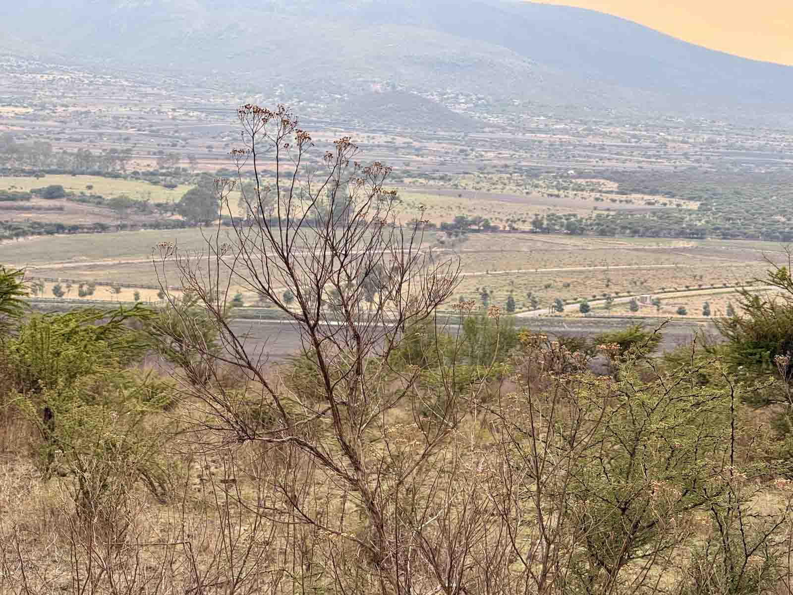 El Tigre Lot Image