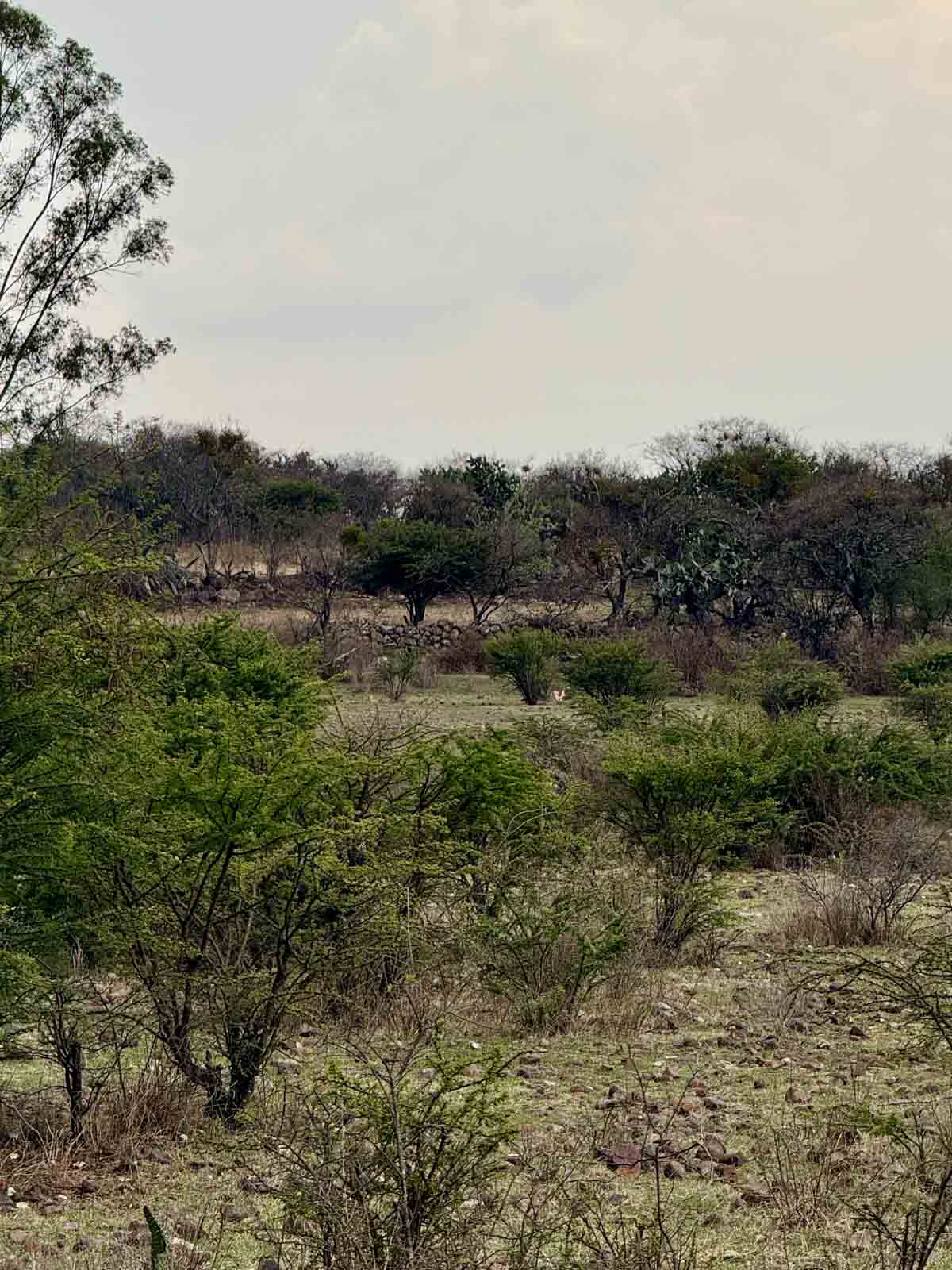 El Tigre Lot Image